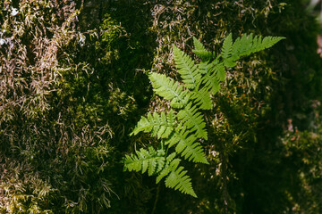 Green fern leaves against a background of a moss-covered tree trunk. Beautiful natural background for design. Close-up.