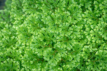 Selaginella apoda or kraussiana, also known as meadow spikemoss, is bred in a special room in a forest park in the city of Bogor, West Java, Indonesia