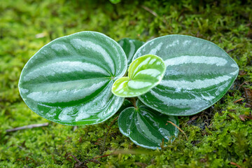 Peperomia Argyreia, Also Known as The Watermelon Peperomia, which is in a place with good care in a park in the city of Bogor