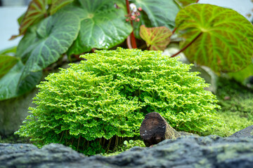 Selaginella apoda or kraussiana, also known as meadow spikemoss, is bred in a special room in a forest park in the city of Bogor, West Java, Indonesia