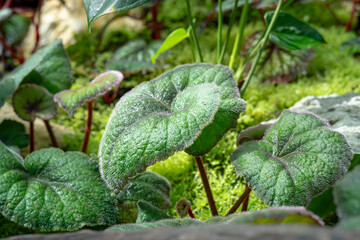 Begonia Rex Bettina Rothschild, one of the species of Begonia Plant, which is in a place with good care in a park in the city of Bogor