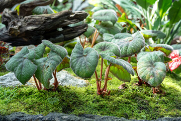 Begonia Rex Bettina Rothschild, one of the species of Begonia Plant, which is in a place with good care in a park in the city of Bogor