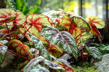 Painted-Leaf Begonia, one of the species of Begonia Plant, which is in a place with good care in a park in the city of Bogor