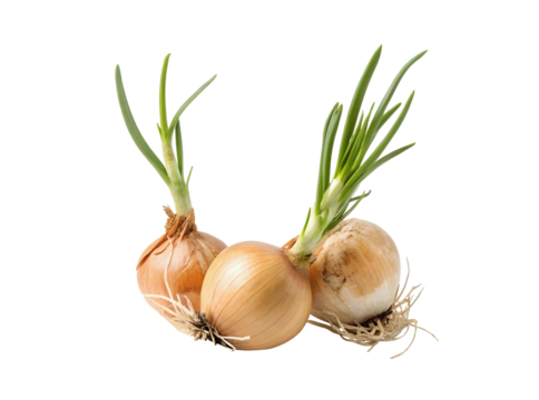 Fresh onions beginning to sprout, isolated on a white transparent PNG background