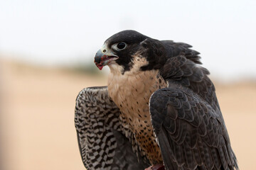 Falcon a close up portrait