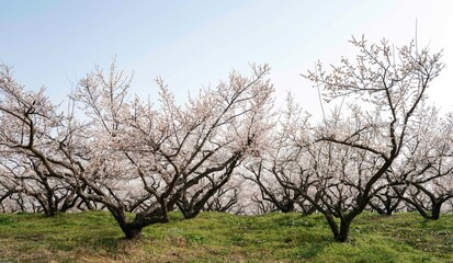 매화꽃이 활짝 핀 해남 보해매실농원의 풍경,2025년 3월 26일 현재 개화 상황.