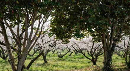 매화꽃이 활짝 핀 해남 보해매실농원의 풍경,2025년 3월 26일 현재 개화 상황.