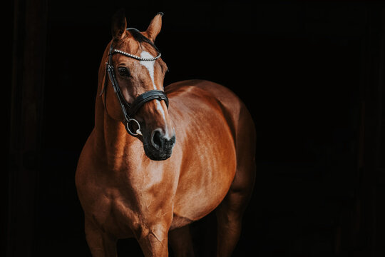 Horse portrat