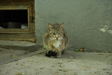 cat on the roof