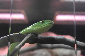 Cabeza de serpiente verde