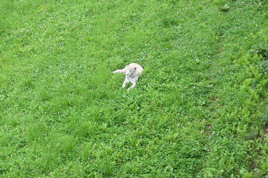 Leopardo blanco en zoo