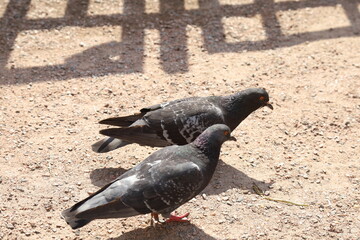 pigeons on the street