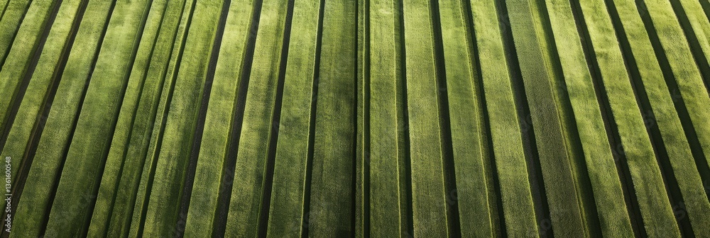 Poster perfectly aligned green crop rows show beautiful symmetry in an aerial view of farmland during soft 