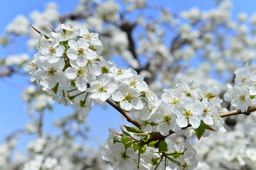 Pear flower in full bloom in spring