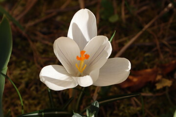 White crocus in the spring garden