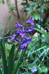 Blue ornamental hyacinth in the spring garden