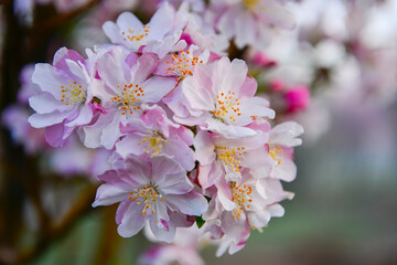 Chinese flowering crab-apple in spring