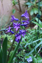 Blue ornamental hyacinth in the spring garden