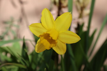 Yellow daffodil in the spring garden