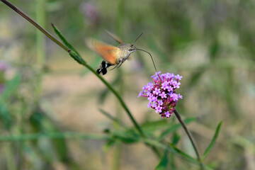 Bee honey in the flying insects