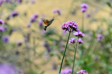 Bee honey in the flying insects