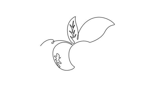 Blueberries. Fruits concept. Single line draw design. Full length animation illustration. High quality 4k footage