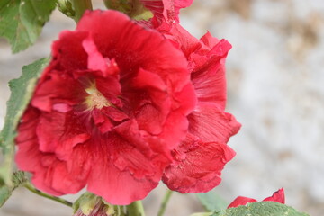 Flor roja abierta