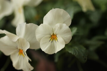 viola del pensiero bianca in un giardino