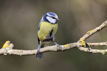 Naklejka premium Blue tit on a branch