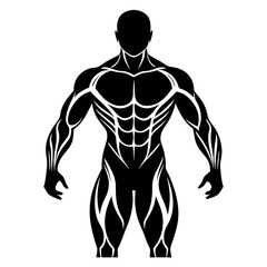 Human Muscles Silhouette Vector Body Anatomy Medical Illustration Healthcare Fitness Graphic for Science and Education