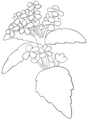 Coloring page Garlic Mustard Flowers Edible Flowers