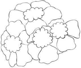 Coloring page Mexican Mint Marigold Edible Flowers