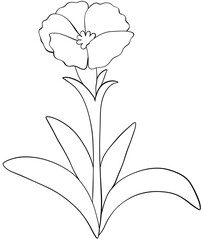 Coloring page Mini Dianthus flowers Edible Flowers