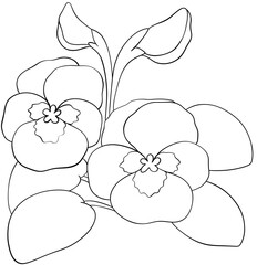 Coloring page Pansy flowers Edible Flowers