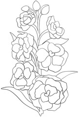 Coloring page Hoary Stock flowers Edible Flowers