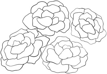 Coloring page Hoary Stock flowers Edible Flowers