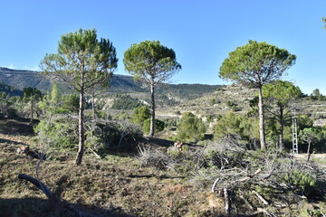 Campo verde con pinos