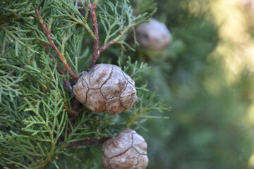Callitris columellaris, Cipres blanco