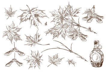 Illustration of a set of sketch maple leaves, branches and seeds with a bottle of maple syrup. © sabelskaya