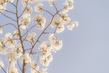 Daegu Metropolitan City, South Kore