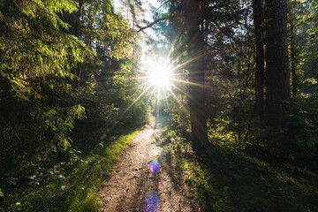 Bright sun shines over a path in a dense green forest.