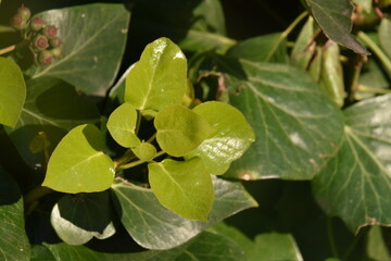 Hojas nuevas de la hidra