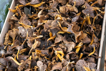 Close-up of fresh chanterelle mushrooms, with golden hues and textured surfaces, highlighting their organic and culinary appeal.