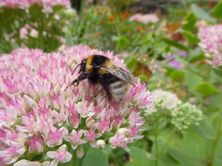 The heath humble-bee or small heath bumblebee, Bombus jonellus