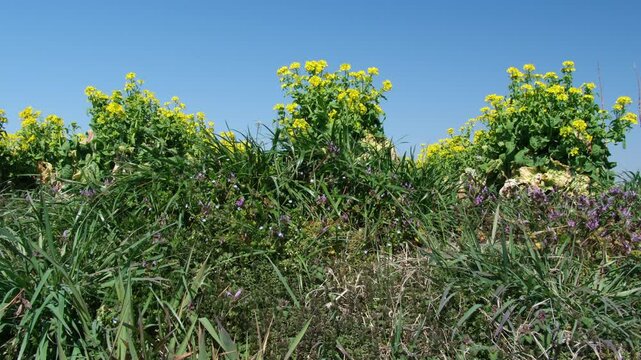 菜の花と仏の座