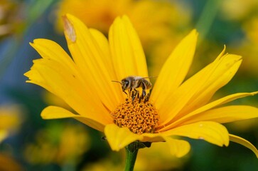 Bumblebee on a yellow flower on a sunflower.