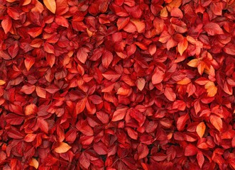 Red Leaves Creating Dense Ground Cover Vibrant Autumn Foliage Background