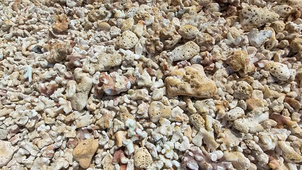 Big Island Hawaii and the Ocean life with Coral pieces along the beach 