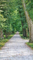 Obraz premium path in the forest