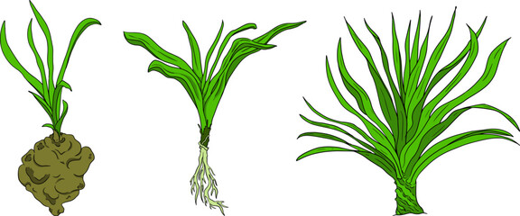 Pandan fruit, Sargassum. Hand drawn colored tropical plant. Pandanus tectorius vector	